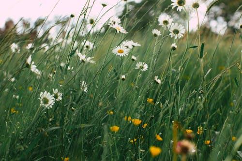 Foto profissional grátis de campo de flores, flores, grama