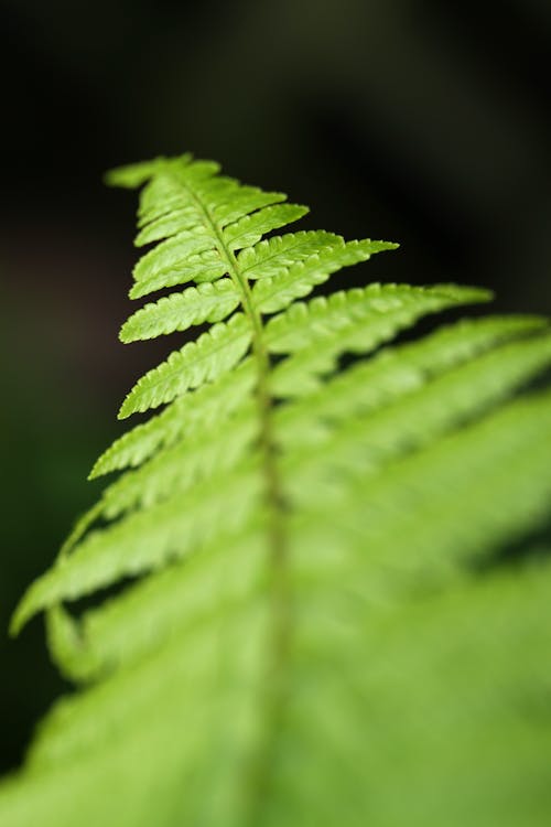 Green Fern Leaf in Close Up Photography