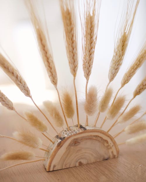 Close Up Shot of Brown Wheat Grains