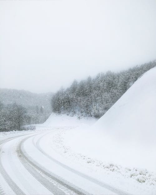 Photos gratuites de arbres, couvert de neige, froid