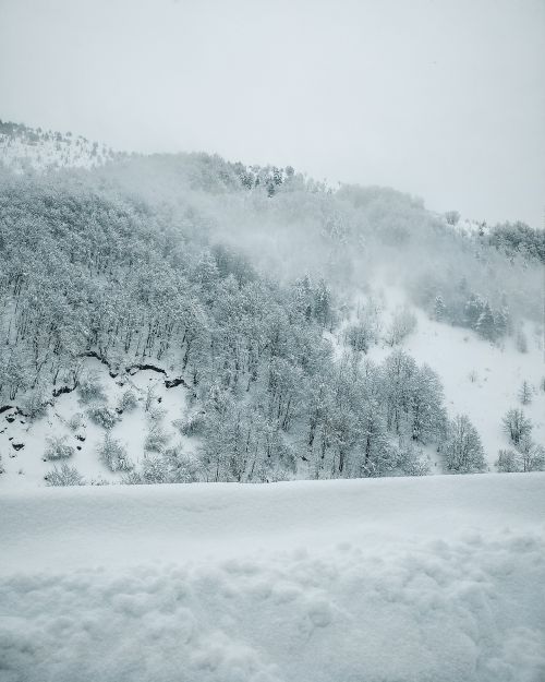 Free Snow-laden trees covering a tranquil mountain under a cloudy winter sky. Stock Photo