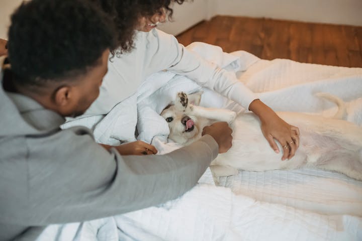 High angle of crop African American couple cuddling adorable purebred dog in cozy bedroom