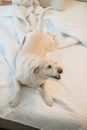 From above of playful dog lying on comfortable white bed with raised tail