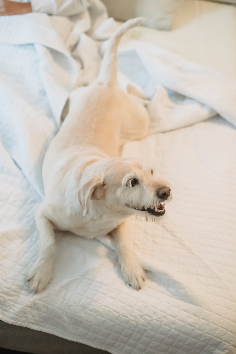 Happy Purebred White Dog Playing On Bed