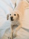 Curious white dog resting on bed