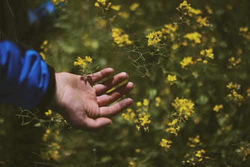 Δωρεάν στοκ φωτογραφιών με κήπος, κίτρινα άνθη, κράτημα
