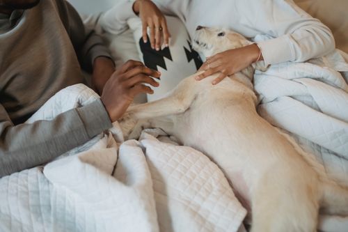 Free Crop unrecognizable black couple covered with white blanket while caressing dog in bed Stock Photo