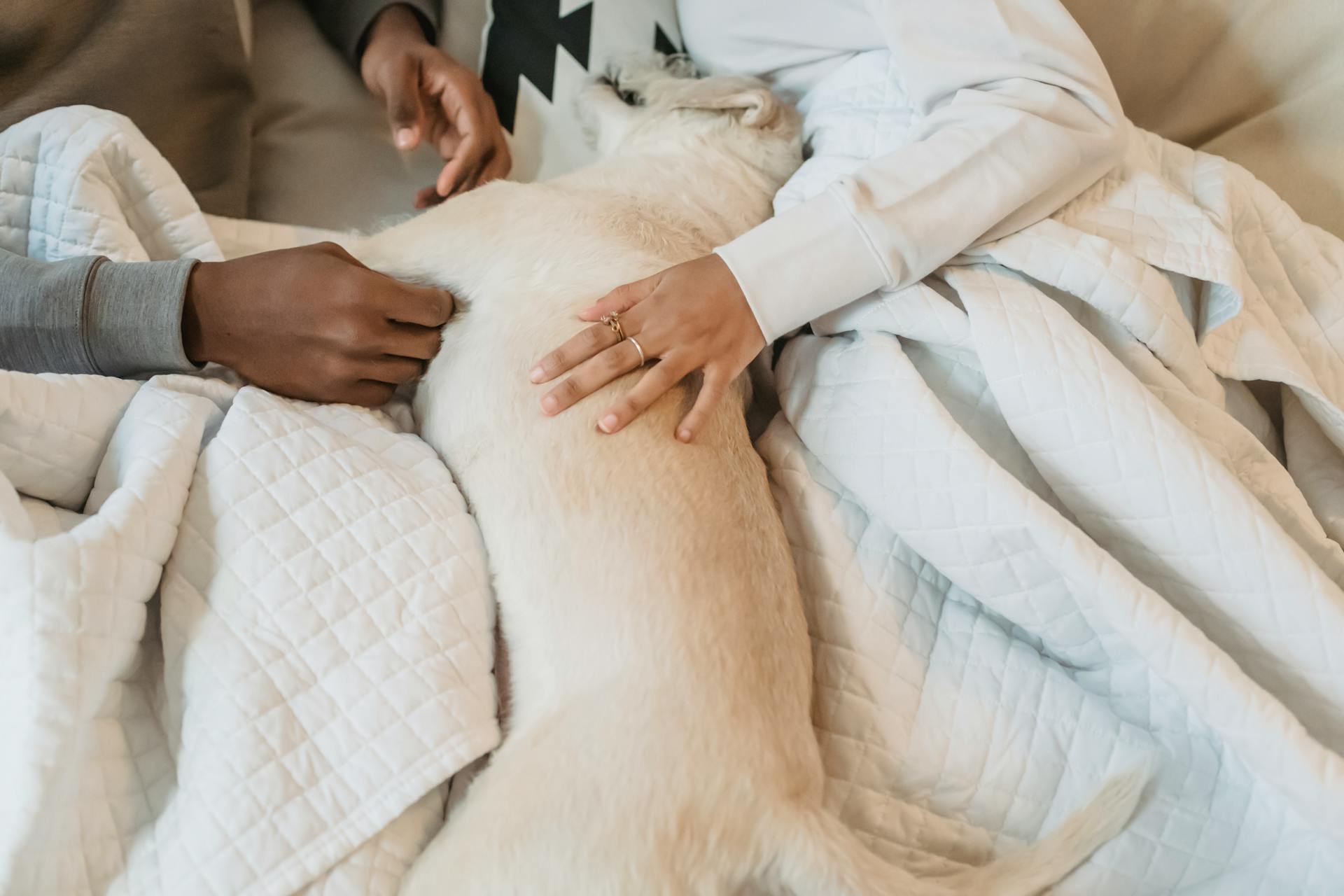 From above of crop anonymous African American couple lying on comfortable bed under blanket and caressing cute sleeping dog