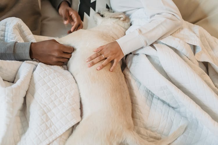 Unrecognizable Couple Lying On Bed And Petting Cute Dog