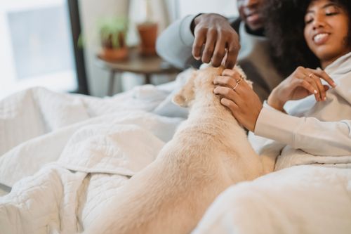 Free Crop positive black couple smiling while cuddling on comfortable bed and stroking cute purebred dog in sunny morning Stock Photo