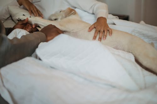 High angle of crop faceless black couple in casual clothes caressing lazy purebred dog while relaxing together on comfy bed during weekend at home