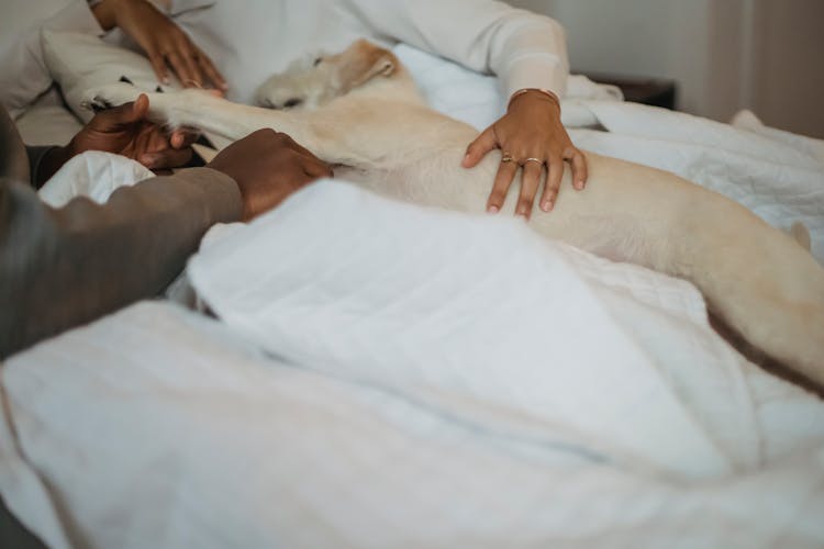 Anonymous Ethnic Couple Stroking Dog Lying On Bed