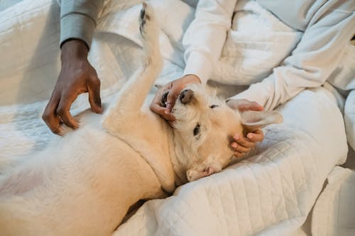 Black man and woman playing with fluffy dog on bed