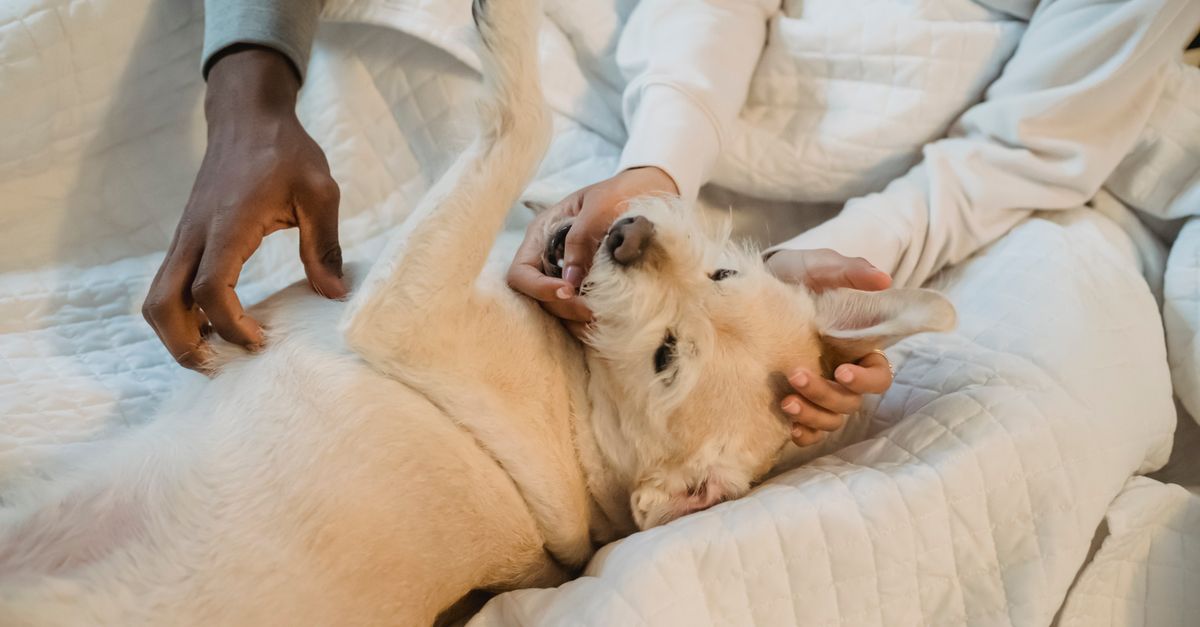 Comment reconnaître les besoins spécifiques de votre animal vieux