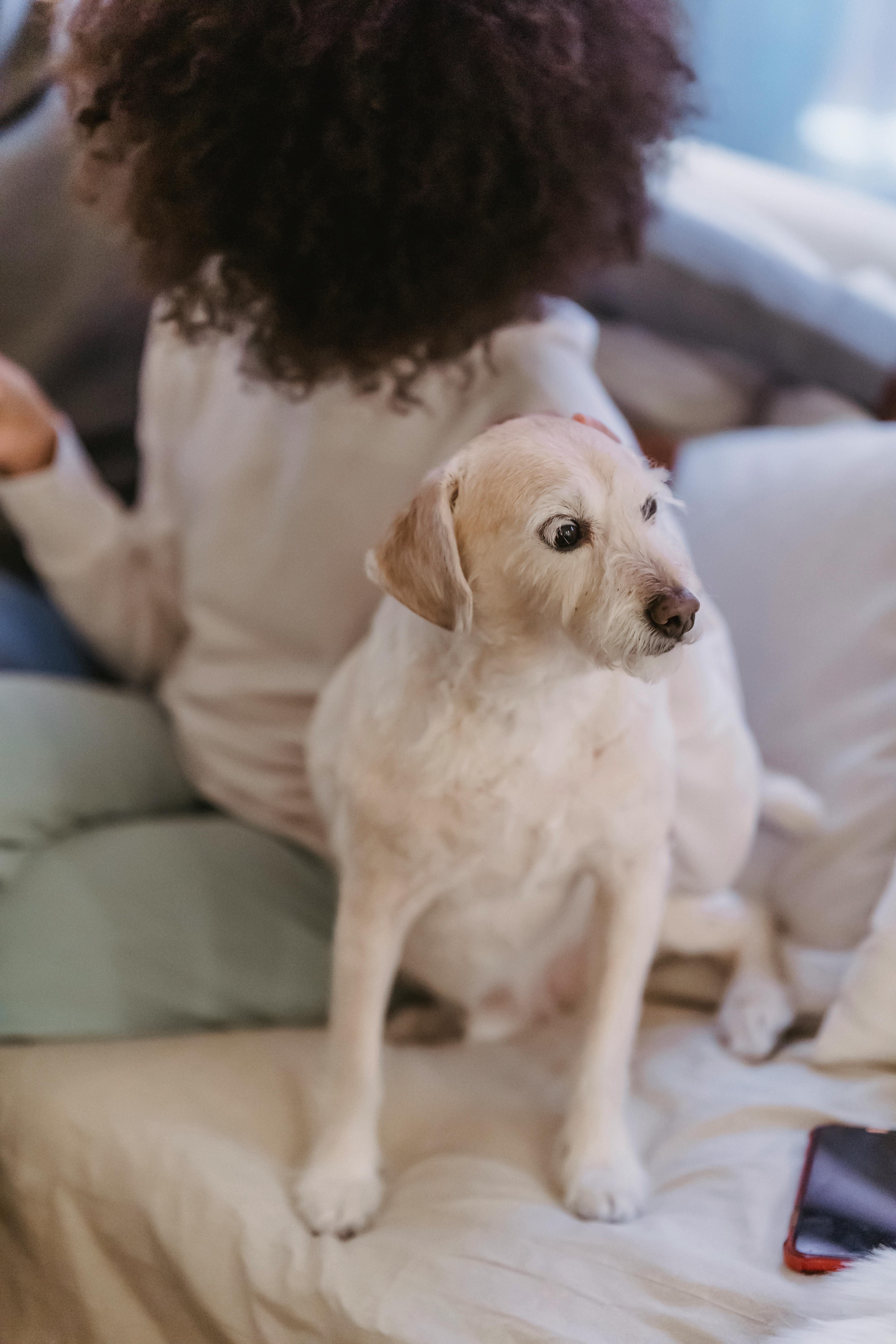 From above of funny cute white domestic dog near crop anonymous African American female on sofa