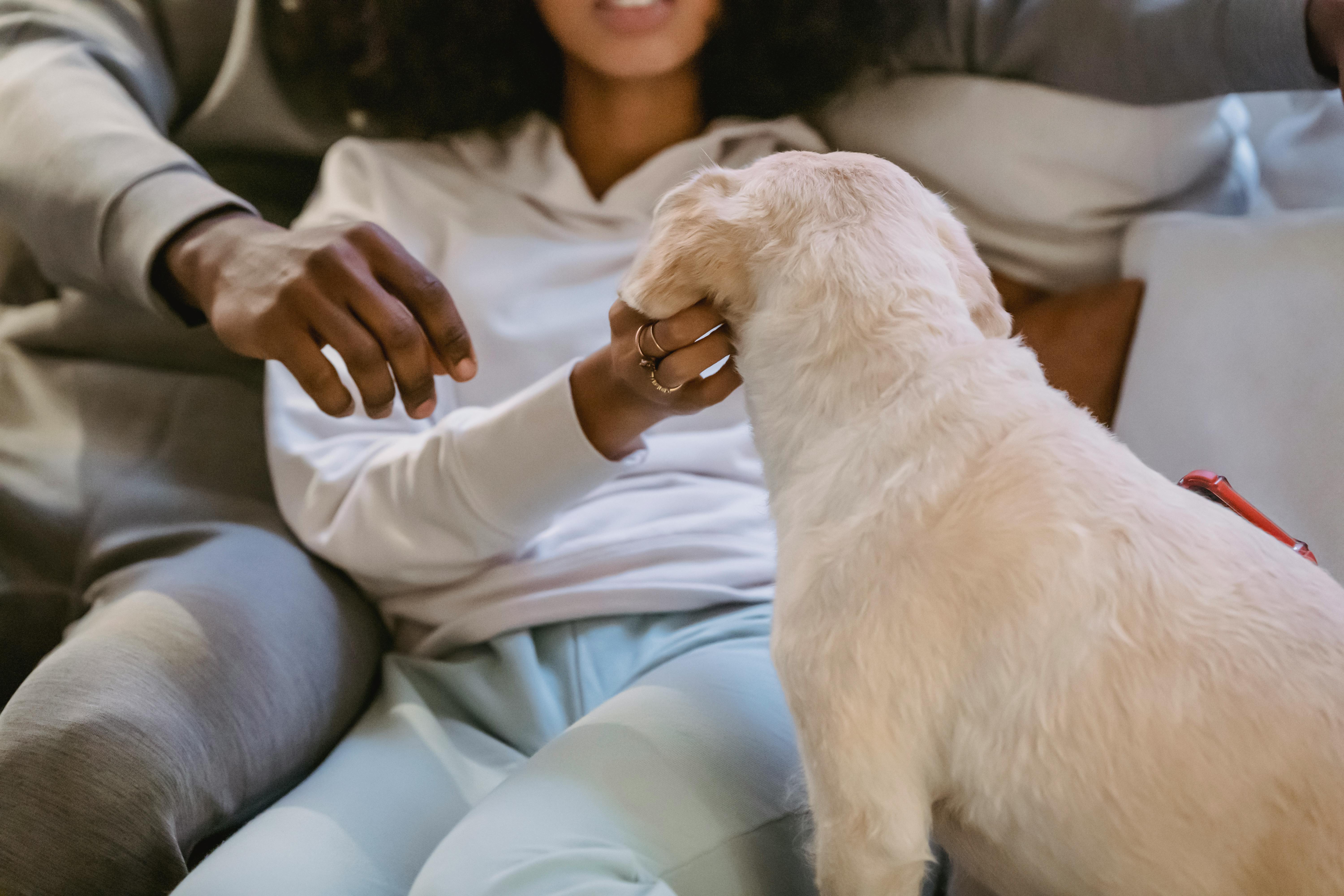 pet lifestyle pets lifestyle — Photo by Andres  Ayrton on Pexels