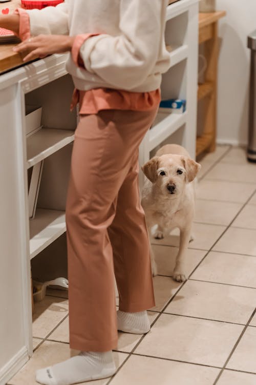 Crop woman cooking in kitchen near dog