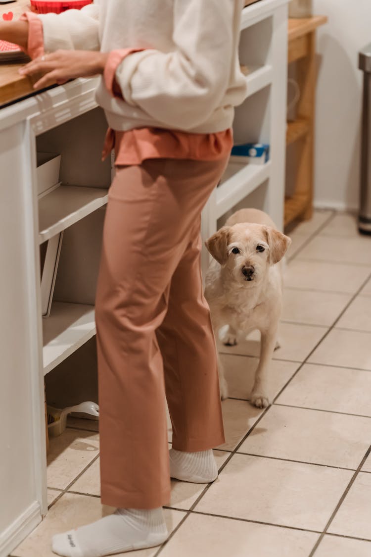 Crop Woman Cooking In Kitchen Near Dog