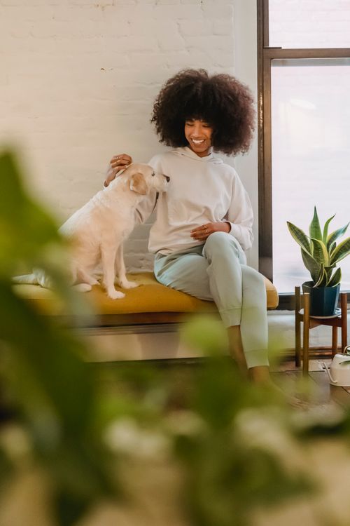 Free Joyful young African American lady with dark curly hair in casual clothes smiling and petting cute obedient dog while sitting on bench at home Stock Photo