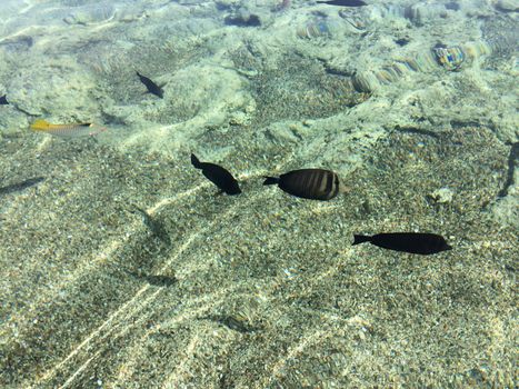 Tiran Island 4-reef diving day — Sharm el-Sheikh