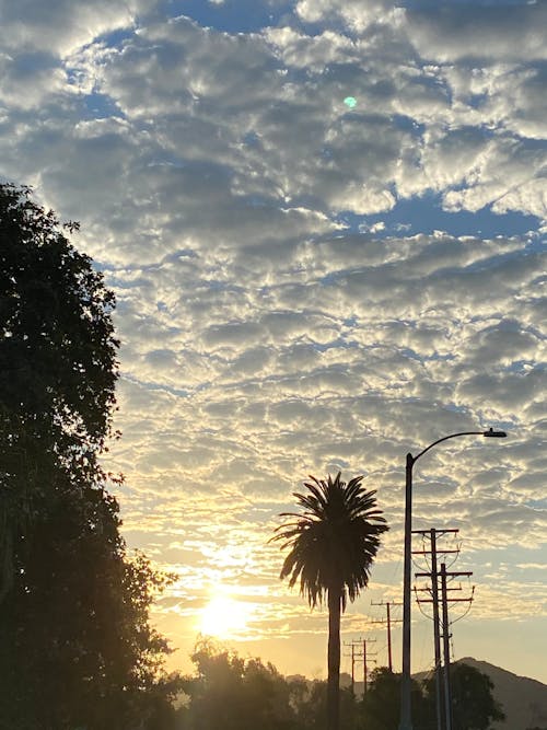 Immagine gratuita di alba, cielo drammatico, palma