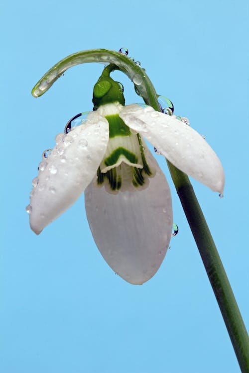 Close-up Photo of a White Snow Drop Flower