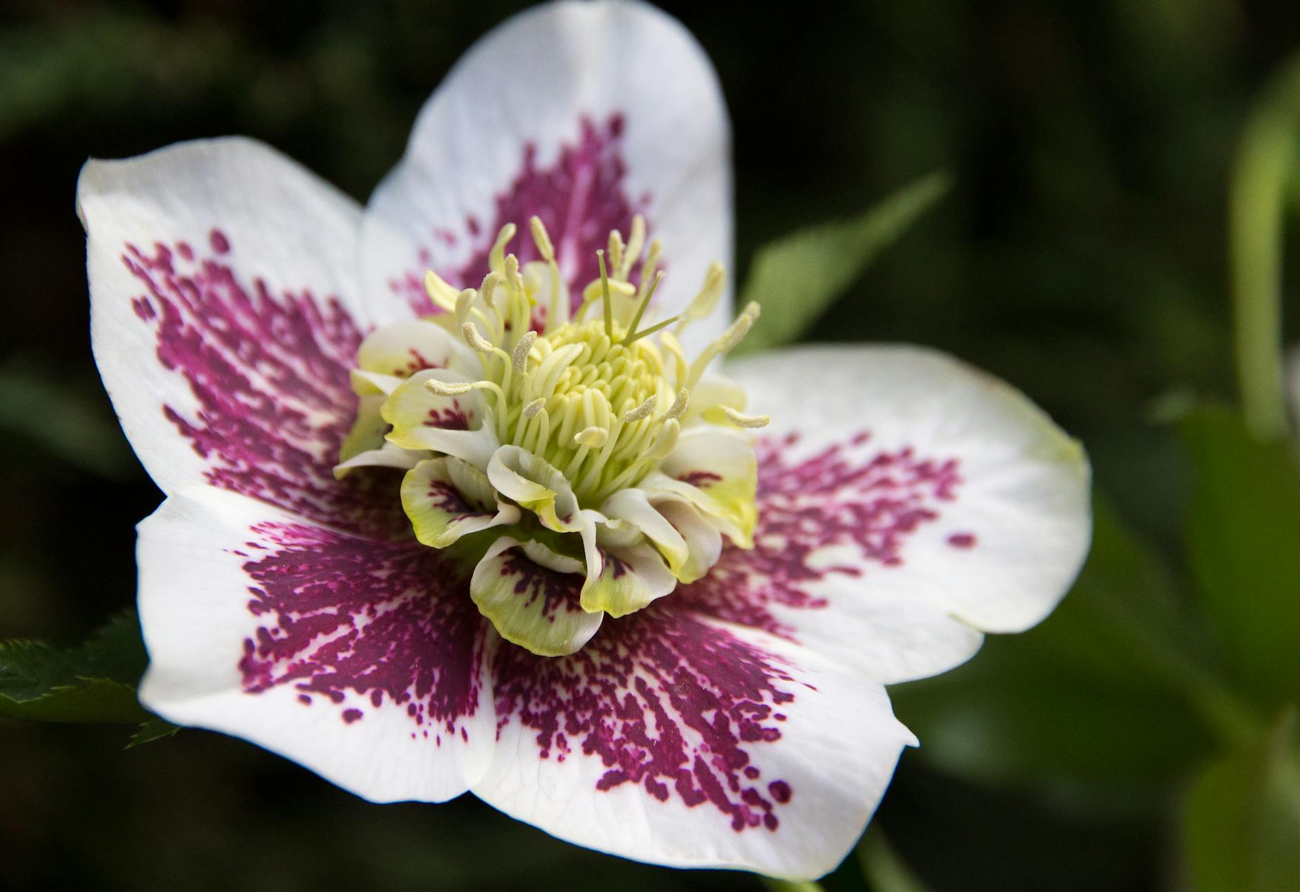 Hellebore Flowers In Winter Garden Setting