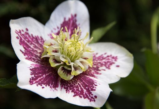 Close-up Photo of a White Hellebore Flower 