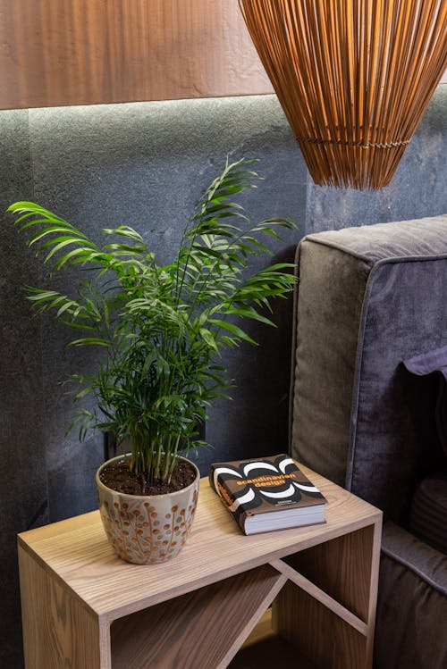 Green Potted Plant on Brown Wooden Side Table