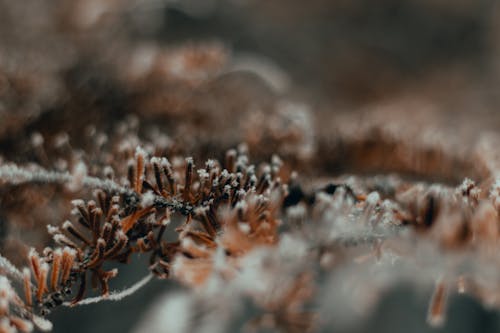 Gratis lagerfoto af buske, grene, sne