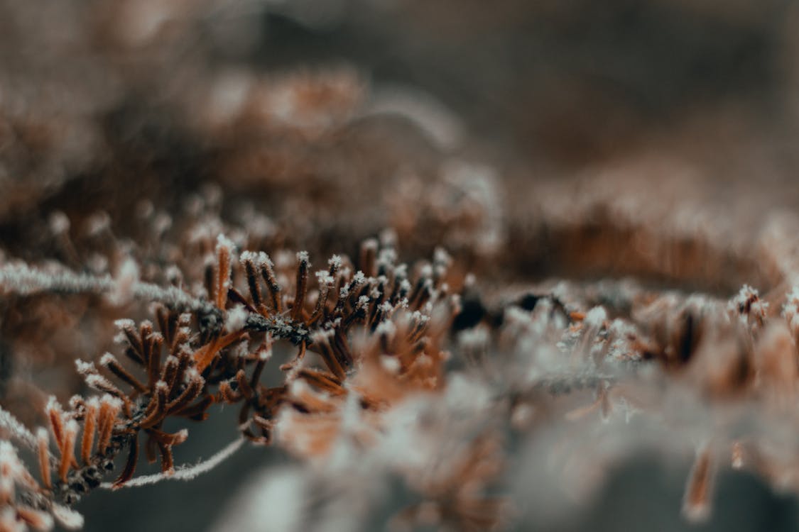 Free stock photo of branches, bushes, snow