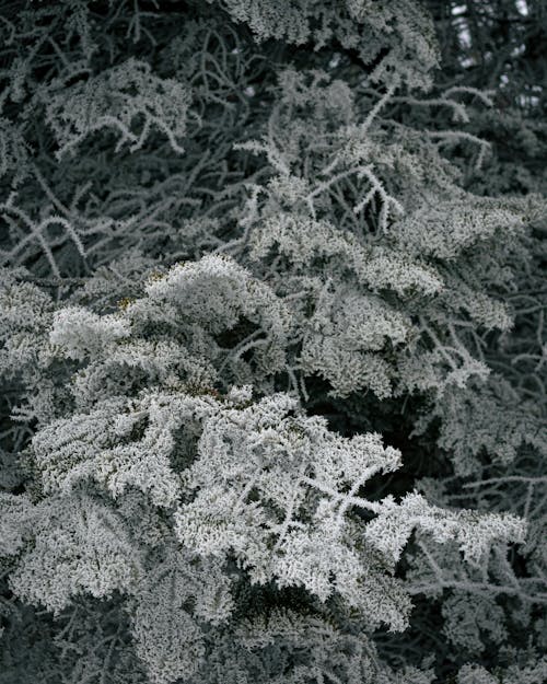 Darmowe zdjęcie z galerii z drzewo, śnieg, zamarzać
