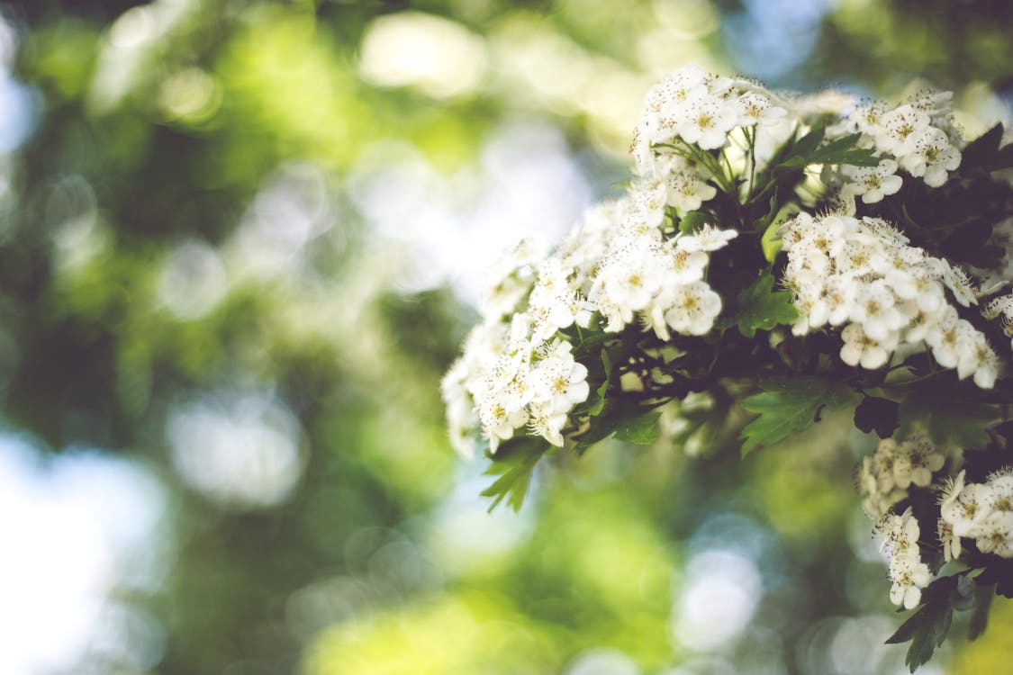 Free Little white flowers with bokeh / right Stock Photo