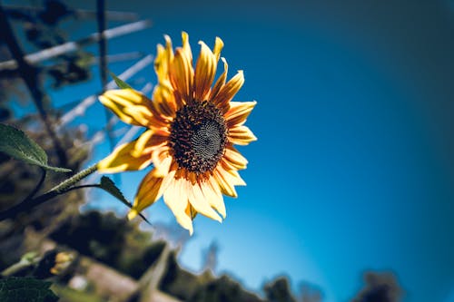 Fotografi Pergeseran Kemiringan Bunga Matahari
