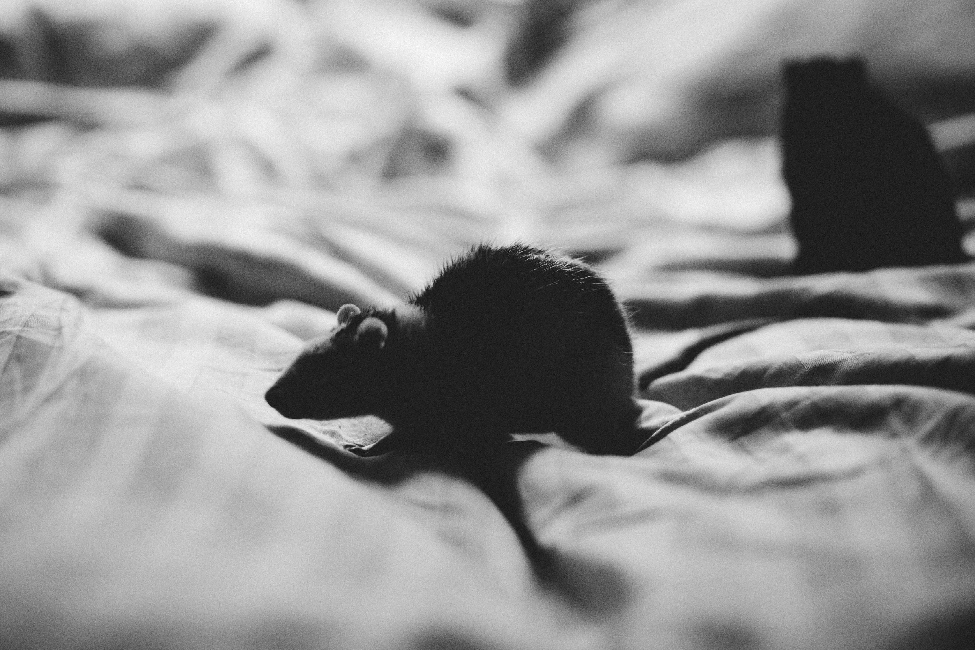 Grey Scale Photo Of Mouse In Textile Free Stock Photo Grey Scale Photo Of Mouse In Textile Free Stock Photo