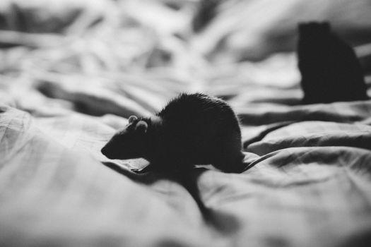 A black and white photo of a rat on a textured surface, evoking a moody atmosphere.