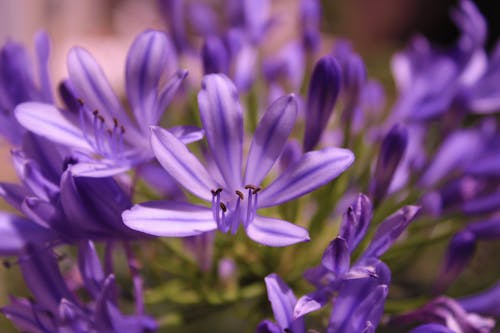 Free stock photo of beautiful flowers, macro, purple Stock Photo