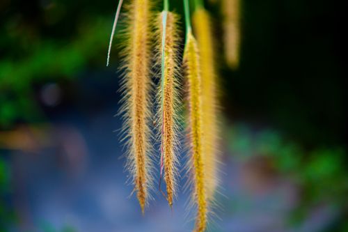 Free Closeup of long bright yellow plant on thin green stem growing in meadow on blurred background Stock Photo