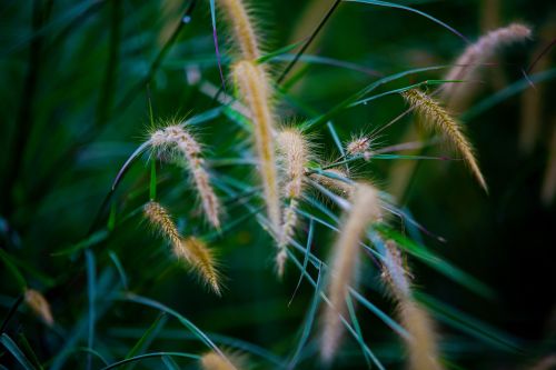 Free Closeup of yellow long plants with thin green stems growing in field in summer day Stock Photo