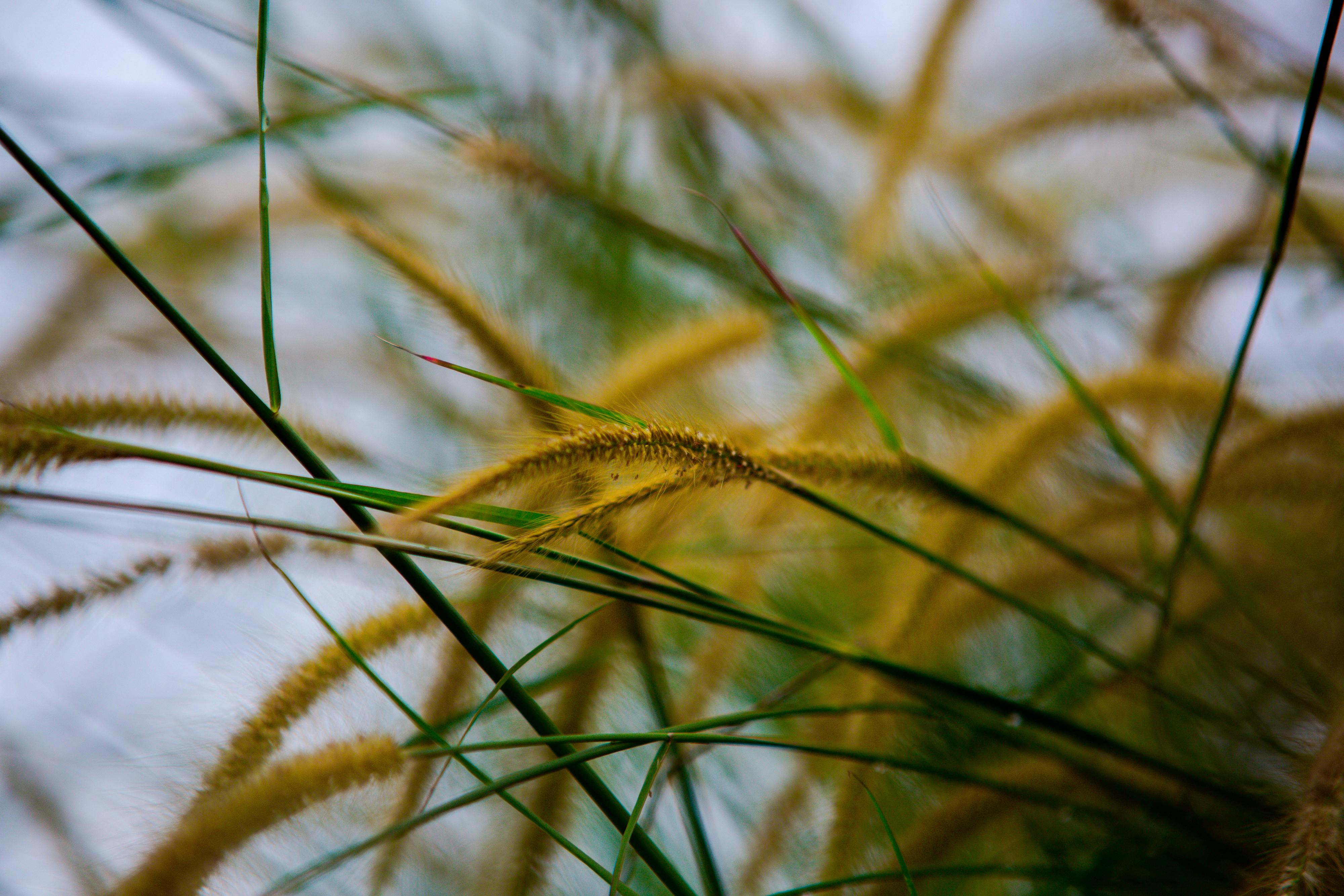 Long spikes and green stems of plants · Free Stock Photo