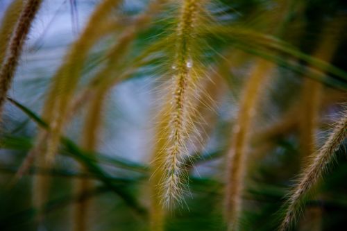 Free Closeup of long spikes of thin plants with green stems growing in meadow Stock Photo
