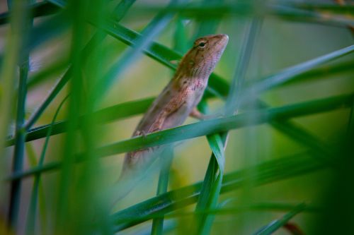 Free Closeup of little lizard crawling on green blades of grass in field in summer day Stock Photo