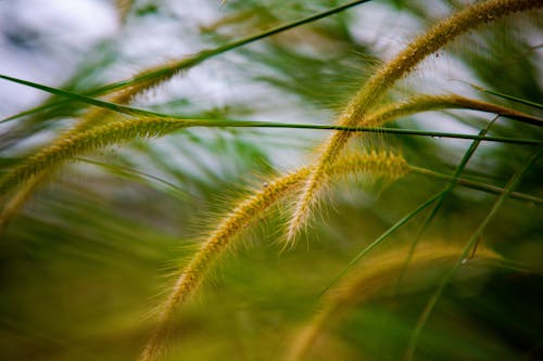 Gratis stockfoto met aarde, biologie, biologisch