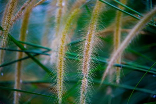 Free Closeup of plant with long spikes and thin green stems covered with dew growing in field Stock Photo