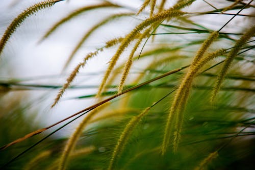 Gratis stockfoto met aarde, biologie, biologisch