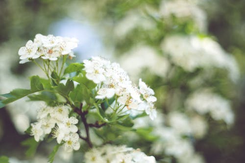 Little white flowers with bokeh / left