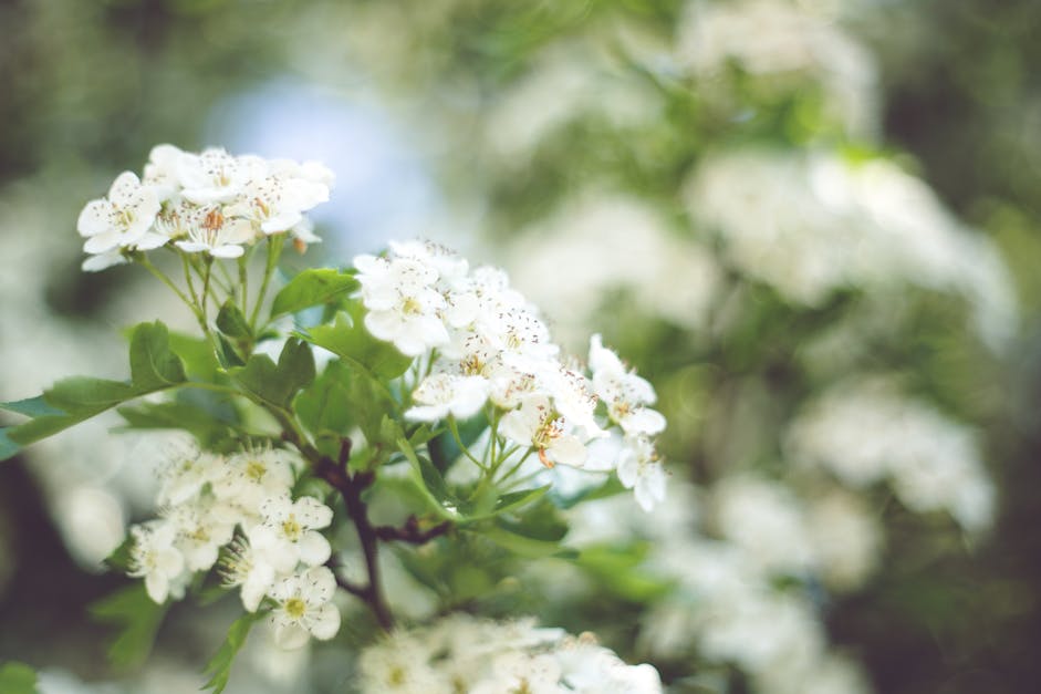 Little white flowers with bokeh / left · Free Stock Photo - 1200 x 627 jpeg 56kB