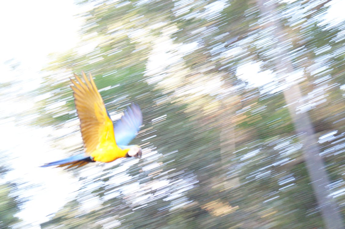 Free stock photo of kite, parrot Stock Photo