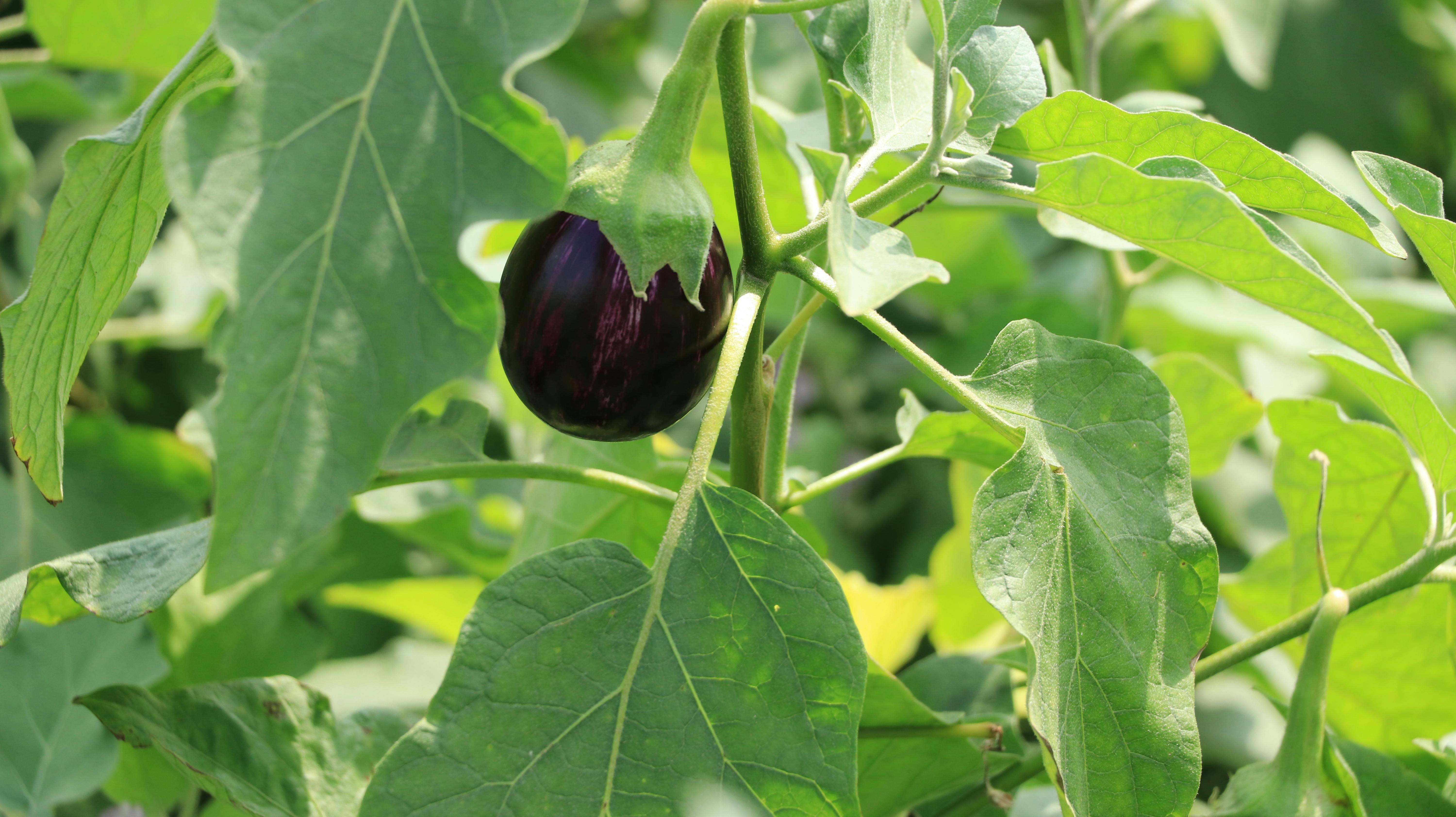 Free stock photo of brinjal plant growing time, eggplant cultivation, eggplant growing guide
