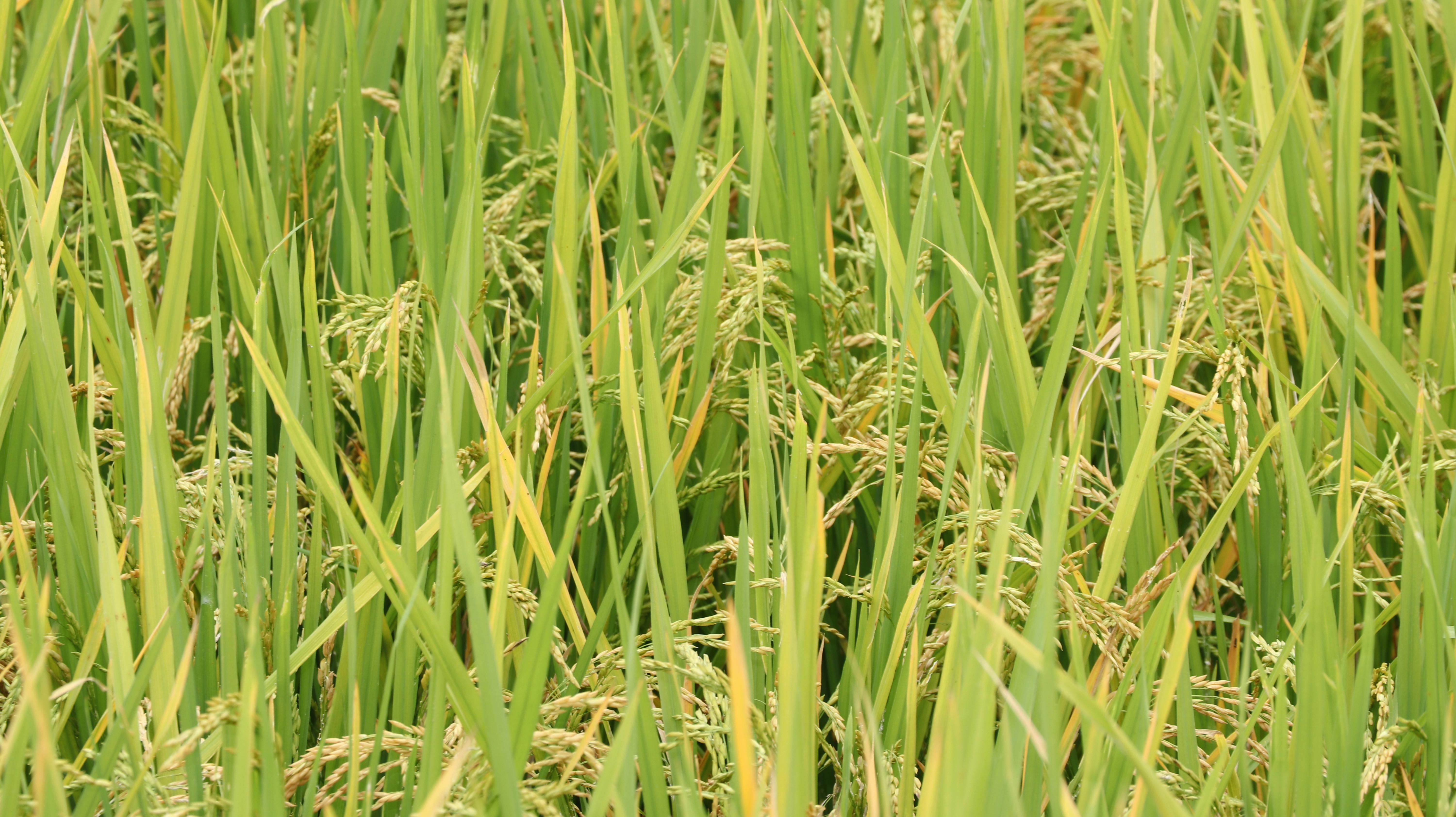 Free stock photo of paddy crop duration, paddy crop meaning, Paddy cultivation
